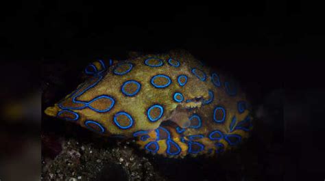 The venom of this octopus can kill 20+ humans within minutes