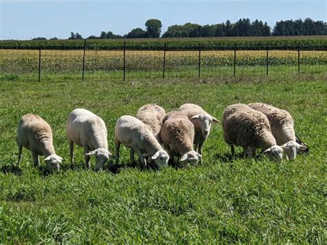 Sheep Care 的图像结果