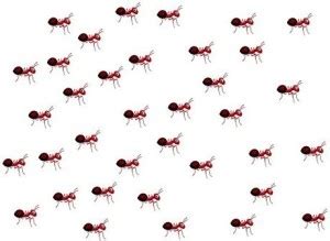 Insectsales com Live Ants For Ant Farms With Free Ant Food (36 Healthy ...