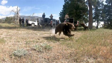 Video: Orphan black bears return to wild in California | Belleville News-Democrat