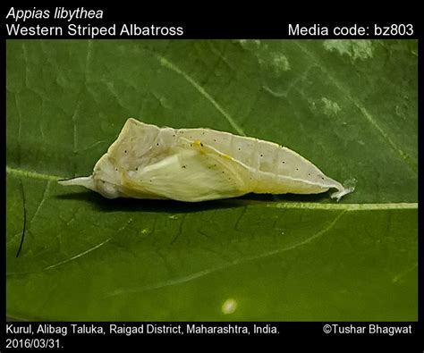 Appias libythea | Butterfly