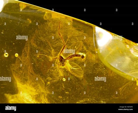 Insects trapped hi-res stock photography and images - Alamy