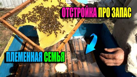 ВЫБОР СЕМЬИ ДЛЯ ВЫВОДА МАТОК. КАК РАСШИРЯТЬ ГНЕЗДО ПЧЕЛ? ЛЮБИТЕЛЬСКОЕ ...