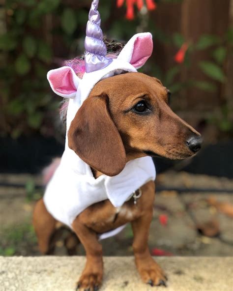Dog Halloween Costume Dachshund at Mazie Goins blog