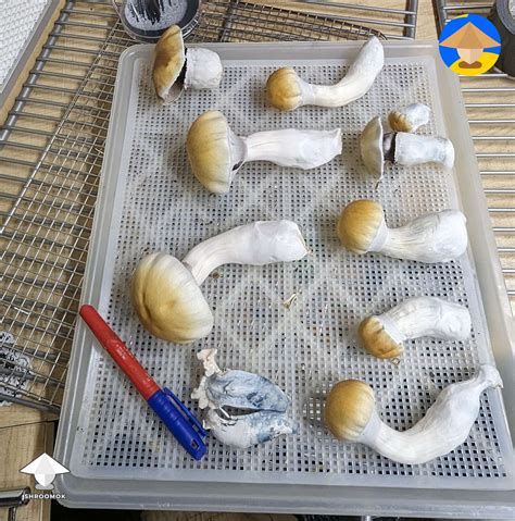 Final flush of Tidal Wave magic mushrooms #5