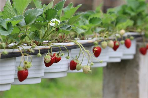 How To Grow Strawberry Plants In Pots | Horticulture.co.uk