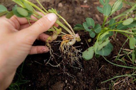 Peanut Plant Care: How to Grow Your Own Peanuts