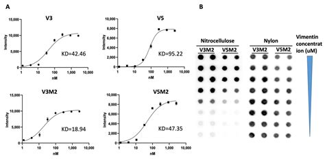 Selection and Characterization of Vimentin-Binding Aptamer Motifs for ...