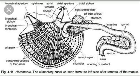 Draw the Diagram of Herdmania and Amphioxus.. ? - Brainly.in