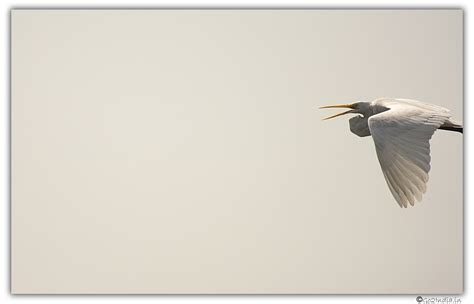 go2india.in : Bird at Purbasthali