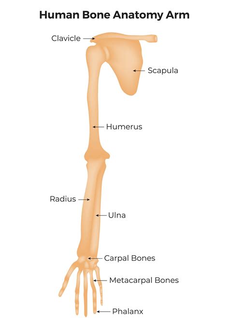 Human Bone Anatomy Arm Science Design Vector Illustration 38333614 ...