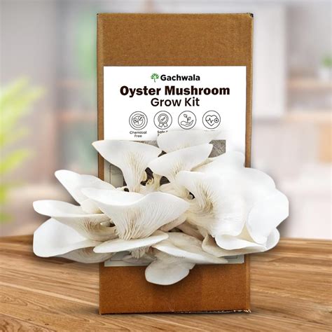 Gachwala Organic Oyster Mushroom Ready to Harvest Growing Kit (0.9 Kg ...