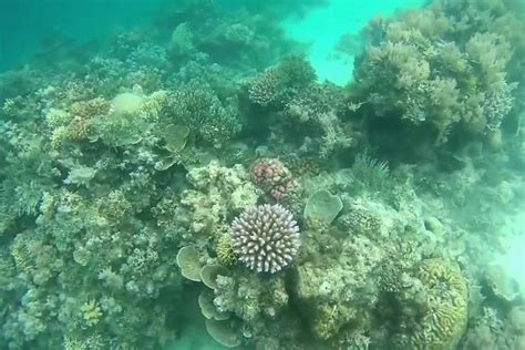 2025 Snorkeling At Misali Island (Pemba Island) - with Reviews & Photos