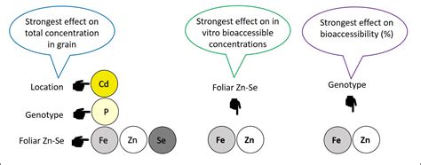 Foliar Zinc-Selenium and Nitrogen Fertilization Affects Content of Zn ...