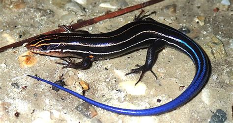 Do Blue-Tailed Skinks Eat Spiders at Shirl Ketner blog