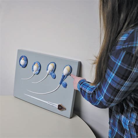 Biological Reproduction Model Kit 的图像结果