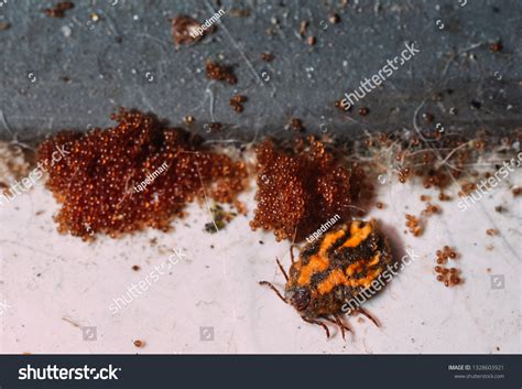 Brown Dog Ticks Eggs Stock Photo 1328603921 | Shutterstock