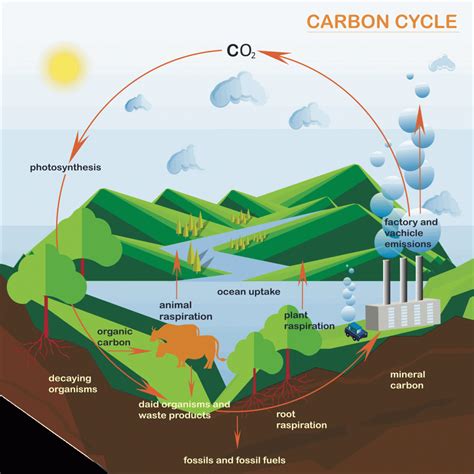 Carbon Cycle | A Level Geography