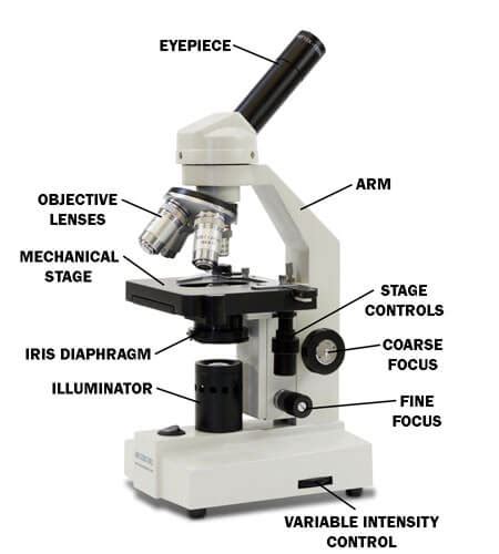 Image result for Video Microscope Play