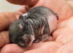 Image result for Florida Newborn Bunnies