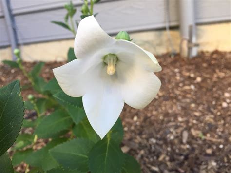 How To Care For Balloon Flower Plant at Erica Laforge blog