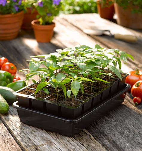 Seedlings Seed Starting Kits