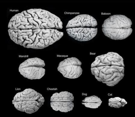 El tamaño del cerebro: cómo lo que fue una ventaja evolutiva se ha ...