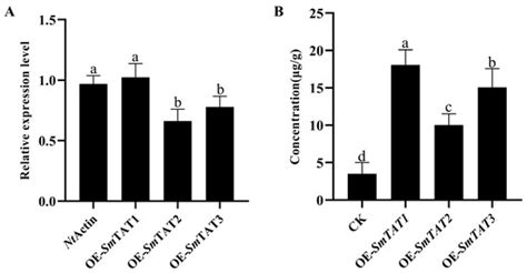 Expression Patterns and Functional Analysis of Three SmTAT Genes ...