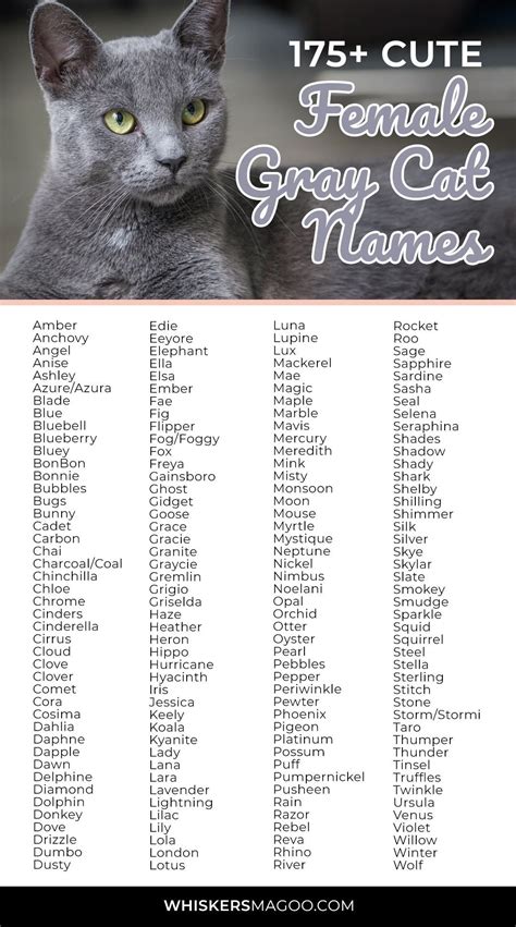 175+ Cute Gray Female Cat Names