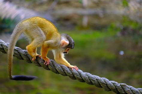 Image result for Monkey Behavior