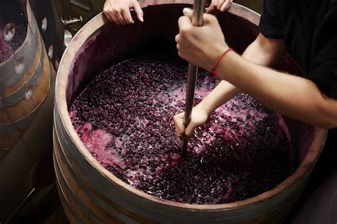 Wine Fermentation Process 的图像结果