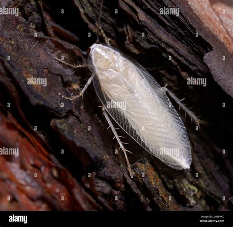 Image result for Tree Cockroach