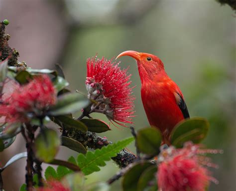 Keeping Hope Alive For Hawaii's Iiwi | Hawaiian goddess, Birds, Bird