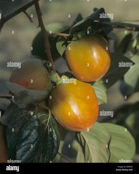 Persimmon Diospyros kaki fruit ripening on the tree California USA ...