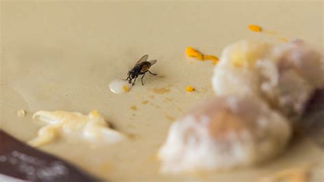 Stages Of A House Fly