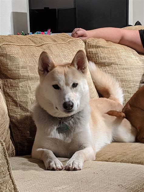 White Shiba Inu Mix
