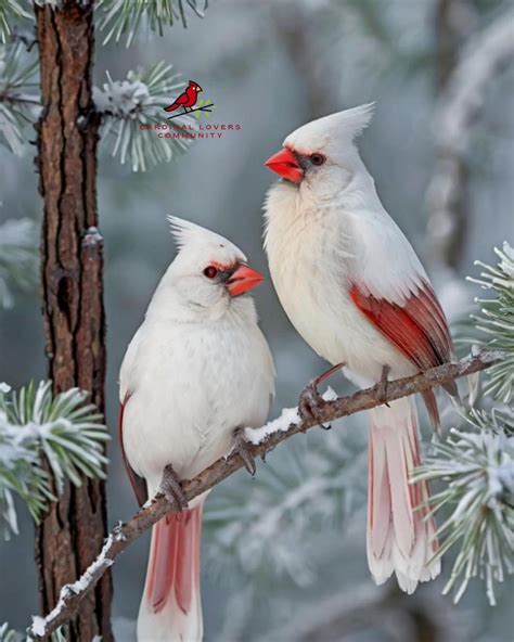 Solve white cardinals (resize 12 to 396) jigsaw puzzle online with 63 ...
