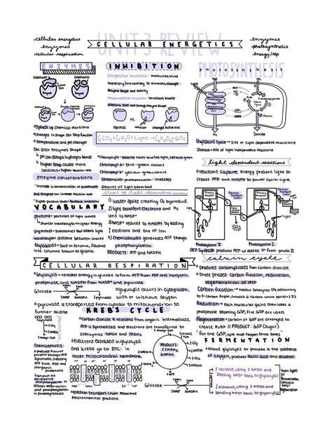 DIY Blogs — ap bio notes