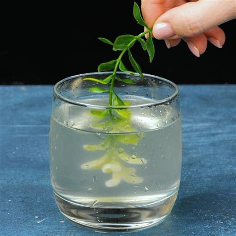 How do Plants Breathe? Science Experiment for Kids | Science experiments kids, Science ...