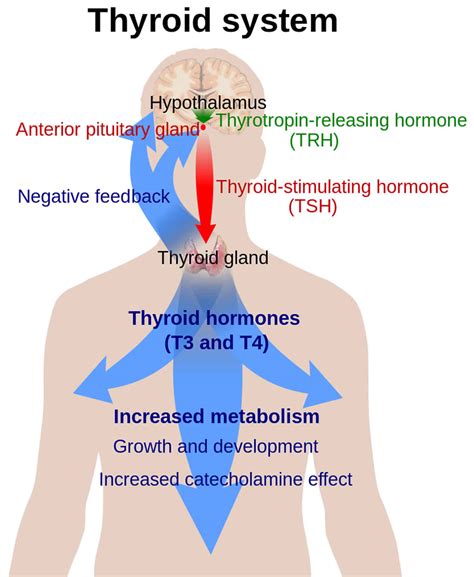 Thyrotropin function, test, levels & thyrotropin releasing hormone
