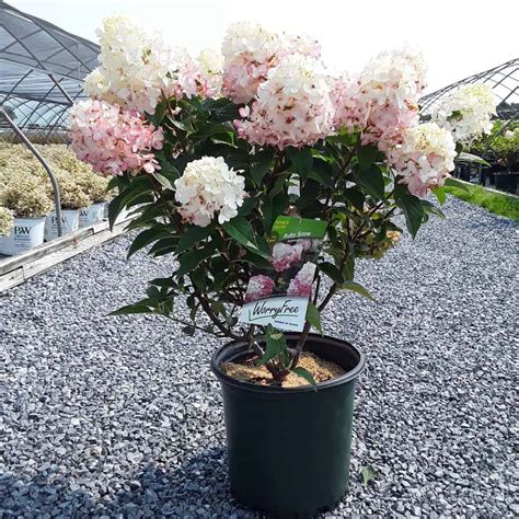 Image result for Ruby Snow