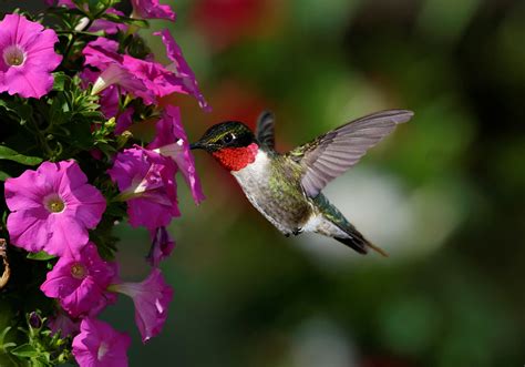 Do Petunias Attract Hummingbirds? Here's What an Expert Says