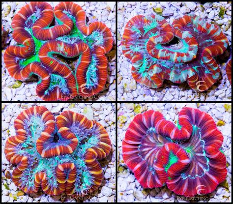 Fiji Colonies | Wholesale Coral | Eye Catching Coral
