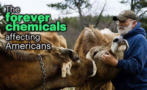 Image result for Forever chemicals harm wildlife
