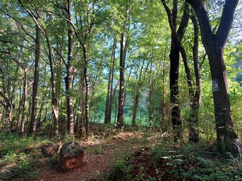 Galaxy A52 Review CNET 的图像结果