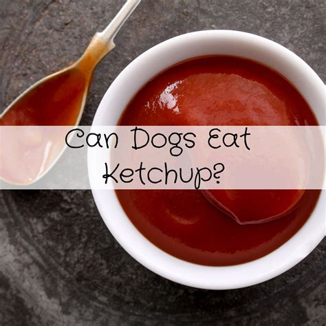 Can Dogs Eat Ketchup?