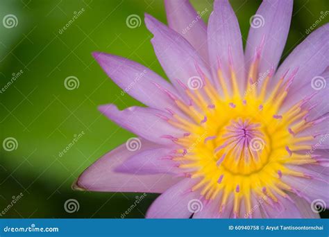 Water Lily Bloom stock photo. Image of flora, beauty - 60940758
