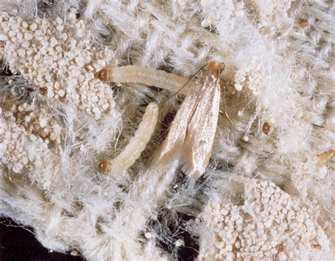 Image result for Cloth Moth Control