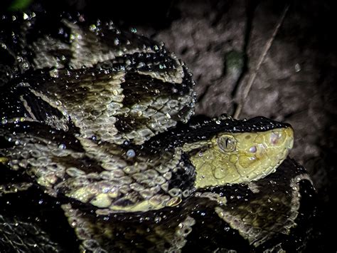 Fer De Lance Snake Costa Rican Snakes Jonathan's Jungle Roadshow