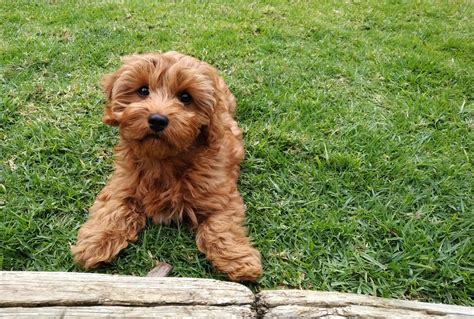 The 16 Most Popular Types of Doodle Dogs | PetMD